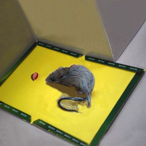1 Piece Mouse Glue Trap - Mouse Glue Board - Rat Killer Trap