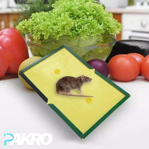 1 Piece Mouse Glue Trap - Mouse Glue Board - Rat Killer Trap
